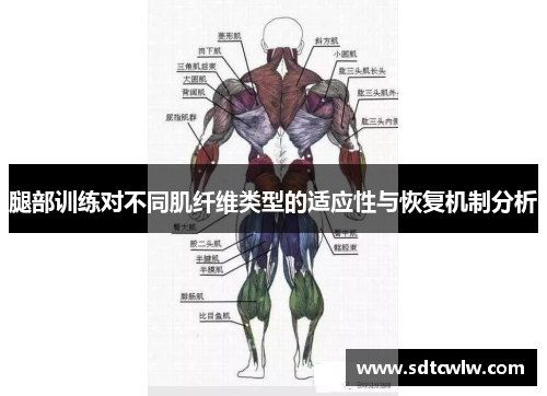 腿部训练对不同肌纤维类型的适应性与恢复机制分析
